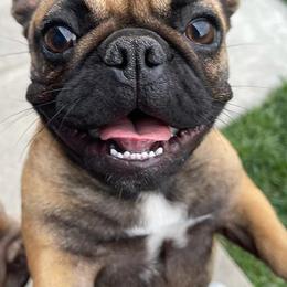 French Bulldogs from Rendon Bulldogs