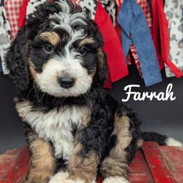 Farrah - Tri-color female Bernedoodle puppy in Lancaster, Minnesota from Richardville Hunde