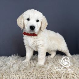 Chip - Cream male Goldendoodle puppy in Utah County, Utah from Big Hearted Breeders
