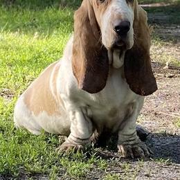 Mary - Basset Hound