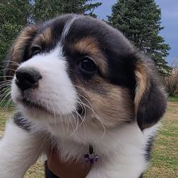 American Corgis from Val's Corgis