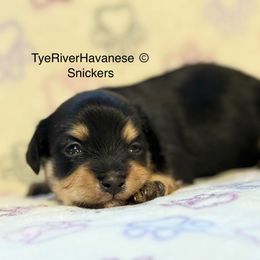 Snickers - Black and tan male Havanese puppy in Lovingston, Virginia from Tye River Havanese