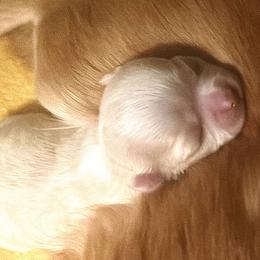 Chihuahua Puppies from Wild Mountain Chihuahuas