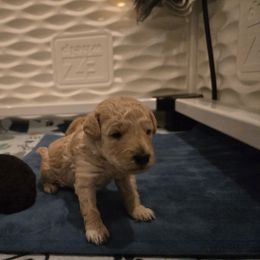 Pistachio - Apricot female Poodle puppy in Wilmington, Delaware from Imperial Poodles LLC