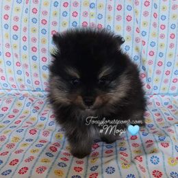Pomeranian Puppies from FFP