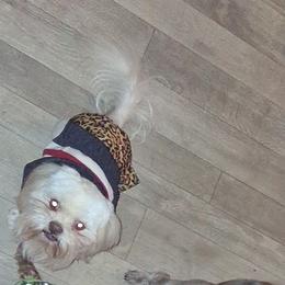 Oakley - Liver male Shih Tzu puppy in Birmingham, Alabama from K&D kennels