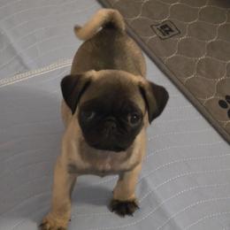 Sally - Pink Collar - Fawn female Pug puppy in Olin, North Carolina from Piggy Pugs