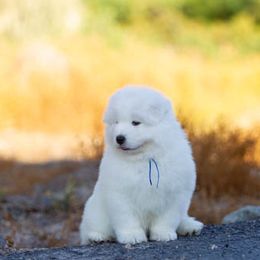 Samoyed Puppies from Carefree Samoyeds