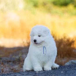Samoyed Puppies from Carefree Samoyeds