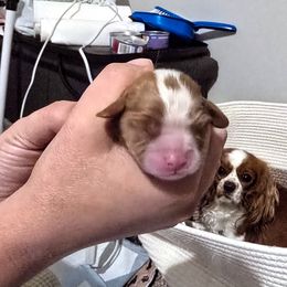 GIrl 1 - Blenheim female Cavalier King Charles Spaniel puppy in Kewaskum, Wisconsin from Moon Dream Cavaliers