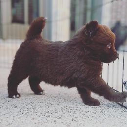 Pomsky Puppies from Ponderosa Pomskies