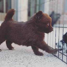 Pomsky Puppies from Ponderosa Pomskies