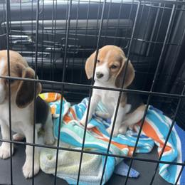 Louise - Black white and tan female Beagle puppy in Union, Kentucky from Moore Beagles