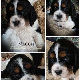 Girl 3 'Maggie' - Black white and tan female English Springer Spaniel puppy in Silverdale, Washington from TimberVale Springers