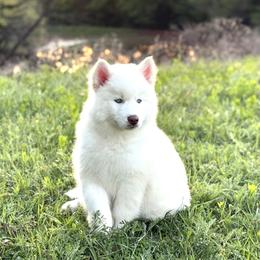 Pomsky and Siberian Husky Puppies from A-Dream Pomsky Kennel