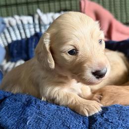 Pink - Cream female Dachshund puppy in Hazlehurst, Georgia from DrakeFire Dachshunds