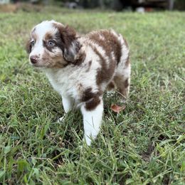 Blazer - Red merle male Miniature Australian Shepherd puppy in Natural Dam, Arkansas from Natural State Aussies