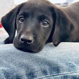 Orange collar - Black male Labrador Retriever puppy in Decatur, Indiana from Golden Bundles