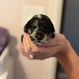 Cookie - Merle female Cockapoo puppy in Colorado Springs, Colorado from Garrett Doodles