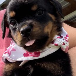 Female 856 - Black and mahogany female Rottweiler puppy in Ocala, Florida from Southeast Companion & Protection Dogs