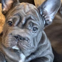 Joan Rivers - Blue female French Bulldog puppy in Deer Park, Texas from Lots of Ropes French Bulldogs