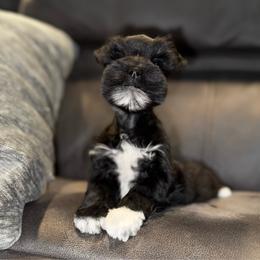 Cookies black female - Black female Miniature Schnauzer puppy in Forest, Virginia from Prestige Kennel LLC