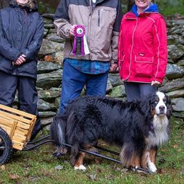 Bernese Mountain Dogs from Dorene McCune's Bernese Mountain Dogs
