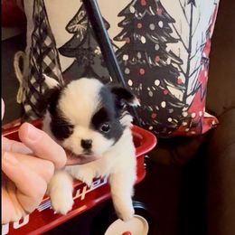 JINGLE - Black and white male Chihuahua puppy in Richmond, Virginia from Bayberry ChihuahuasTM