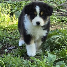 Quinn - Black tri-color female Australian Shepherd puppy in Clinton, Missouri from Rocky Top Hearts