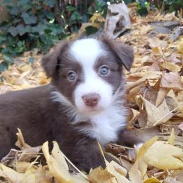 Miniature Australian Shepherds from Ghostfire Mini Aussies