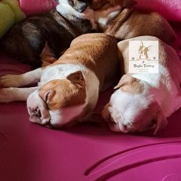 Boston Terrier Puppies from M&Bs Boston Terriers