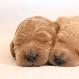 Goldendoodle Puppies from Golden Meadow Farmstead