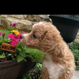 Poodle Puppies from Emmino Poodles