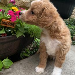 Poodle Puppies from Emmino Poodles