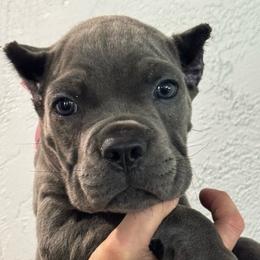 Boy 2 - Gray male Cane Corso puppy in Highland, Illinois from C&I Elite Cane Corso