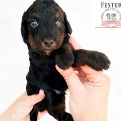 Uncle Fester - male Australian Mountain Doodle puppy in Corydon, Indiana from Ridgeline Doodles