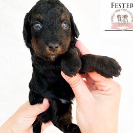 Uncle Fester - male Australian Mountain Doodle puppy in Corydon, Indiana from Ridgeline Doodles