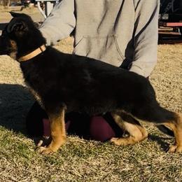 German Shepherd Puppies from George Creek Kennel