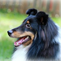 Shetland Sheepdogs from Fairbrook Shelties
