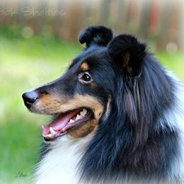 Shetland Sheepdogs from Fairbrook Shelties