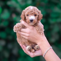 Lilly - Apricot female Poodle puppy in Fort Myers, Florida from Blossom Paws