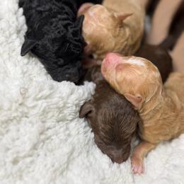 Brown F - Brown and white female Aussiedoodle puppy in Belgreen, Alabama from Scott’s Farm Poodles and Doodles