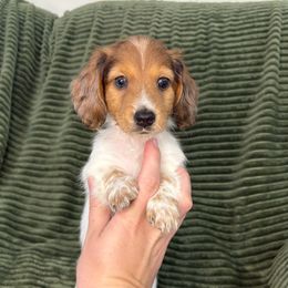 Shaded red dapple piebald MALE - Piebald male Dachshund puppy in Brookhaven, Mississippi from Southern Grace Doxies