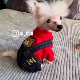 Chinese Crested Puppies from Lucky Star Chinese Crested Dog