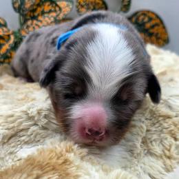 OPIE - Blue male Companion Cross puppy in Viking, Minnesota from Son Shine Farm