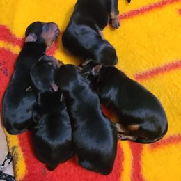 Yorkshire Terrier Puppies from The Yorkie Playpen