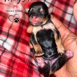 Mary Ann - Black and tan female Yorkshire Terrier puppy in Gastonia, North Carolina from Banks Dynasty Kennel