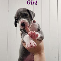 Magenta Collar Girl - Blue and white female Great Dane puppy in Longview, Texas from Lazy A Danes