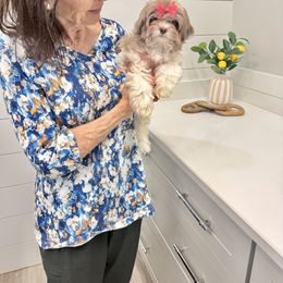 Cecilia - Silver and white female Shihpoo puppy in Buford, Georgia from Petite Posh Puppies