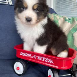 Mel - Black tri-color male Australian Shepherd puppy in Landenberg, Pennsylvania from Aussie4Life